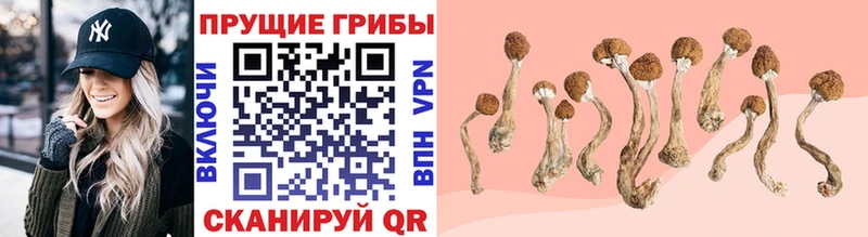 Псилоцибиновые грибы MAGIC MUSHROOMS  нарко площадка какой сайт  Белая Холуница 